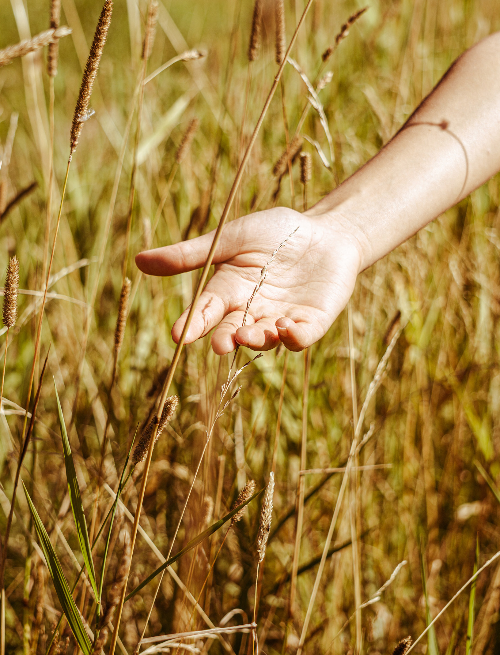 Photo d'une main touchant des plantes, symbolisant les exigences de la nouvelle marque de cosmétique Philosophale en matière de respect de l'environnement