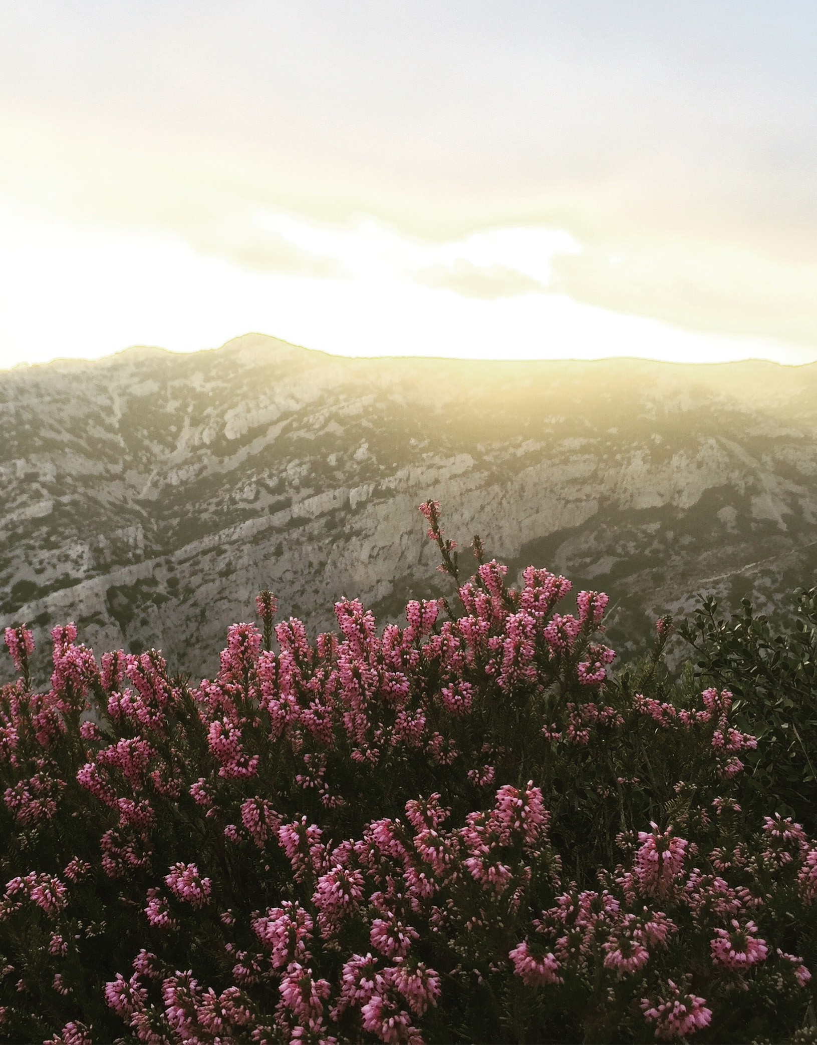 Photo de fleurs et de roches de Provence, inspiration de la marque de cosmétique française Philosophale créée en 2023